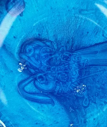 Gordner.dk Pigment Blå Perlemor Metallic epoxypigment