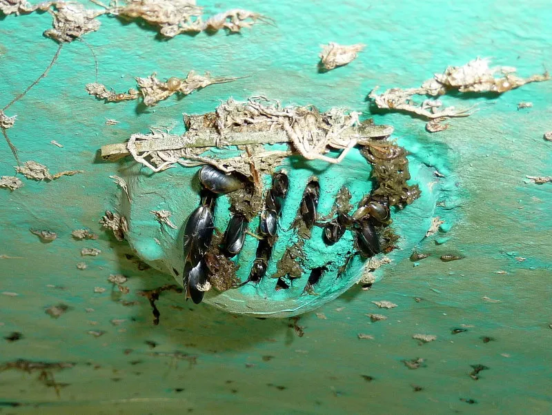 CorrosionX BarnacleX skrogrens 1 gallon kalkopløsende